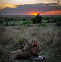 The king enjoys sunset too