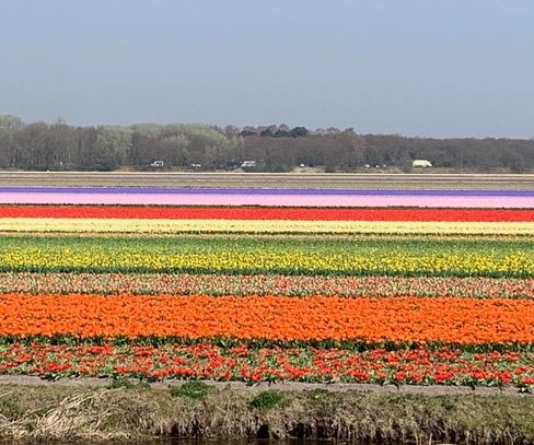 Tulip Fields of Lisse