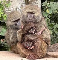 A mother and newborn baboon shortly after the baby's birth!