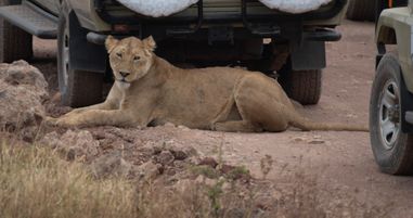 Safari cars provide shade and a spot to hide from your prey