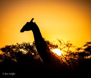 Giraffe silhouette at sunrise - worth the early hour!