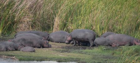 The hippos were unimpressed..