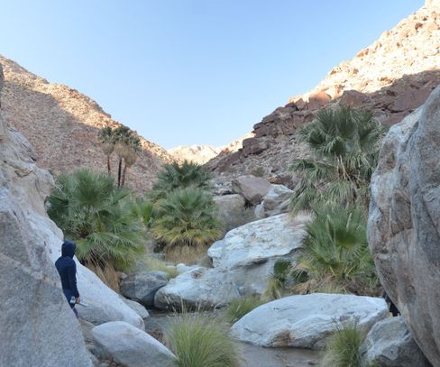 Anza Borego Desert Park