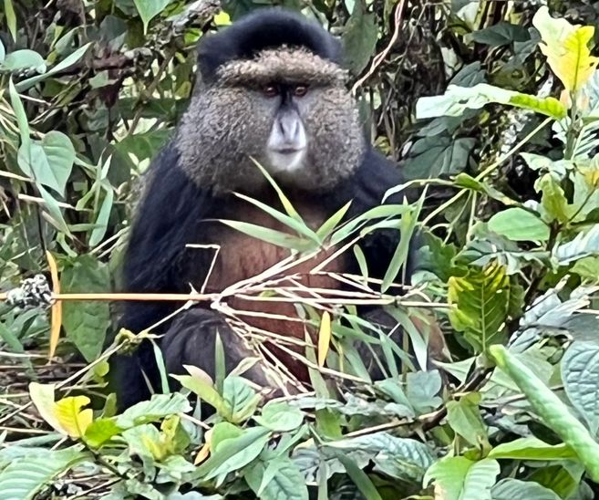 The rare Golden Monkey